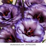 探索KMKKP:揭示其背后的意义与应用 uan8mu